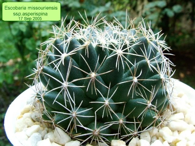 Escobaria_ missouriensis _ssp.asperispina _04